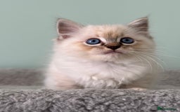 Ragdoll cats for sale: Super Affectionate Ragdoll Kittens Fife Reg - Image 9