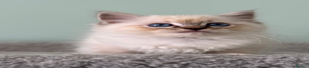 Mochi