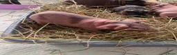 Guinea Pig rodents for sale: Skinny pigs.. 2 females 2 males in Croydon - Advert 2