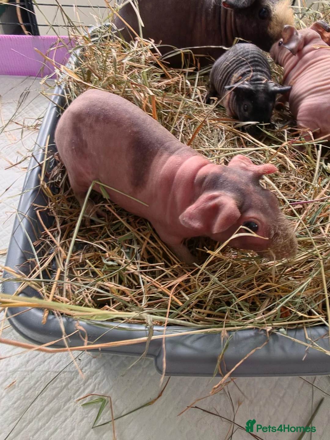 Guinea Pig rodents for sale: Skinny pigs.. 2 females 2 males in Croydon - Advert 2
