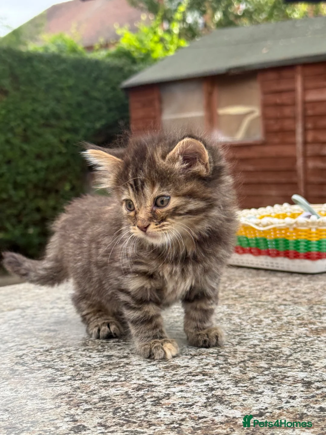 Mixed Breed cats for sale: Half bengal kittens  - Advert 2