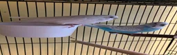 Budgerigars birds for sale: Budgies and double cage for sale in Southampton - Advert 2