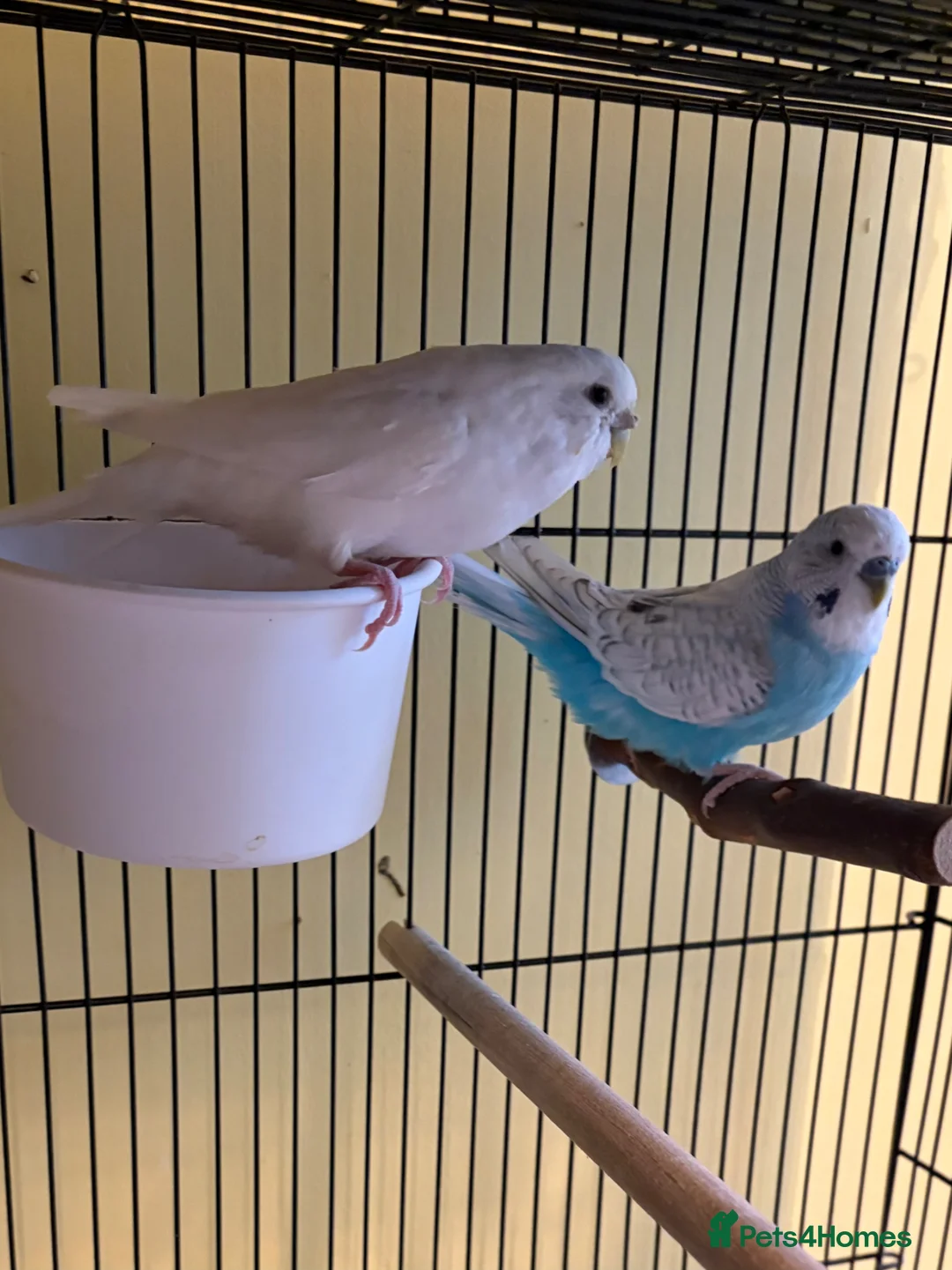 Budgerigars birds for sale: Budgies and double cage for sale in Southampton - Advert 2