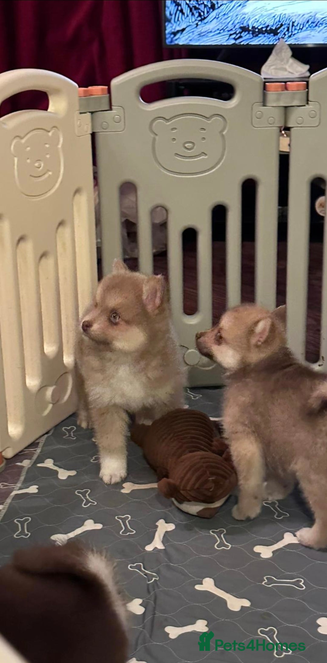Pomsky dogs for sale: Blue Eyed F4 Toy Pomskies - Advert 7