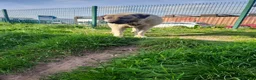 Anatolian Shepherd dogs for sale: Turkish Kangal - Advert 12