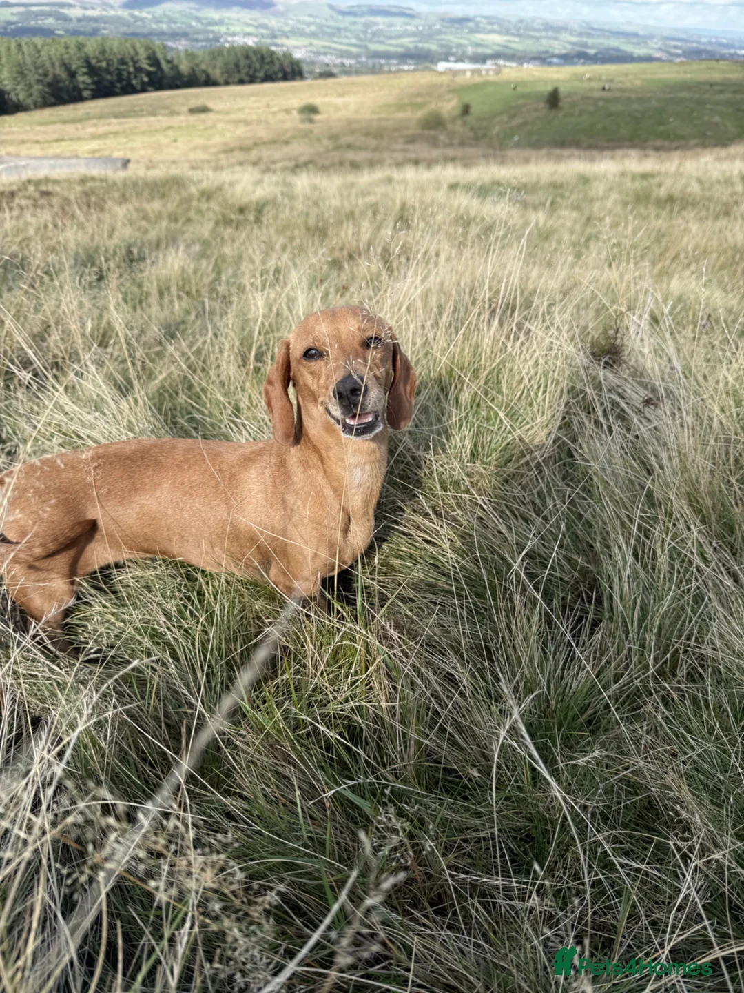 Miniature Dachshund dogs for sale: 🐶 2 Stunning Miniature Dachshund Boys 🐶   - Advert 2