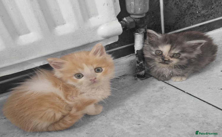 Maine Coon cats - Advert 2