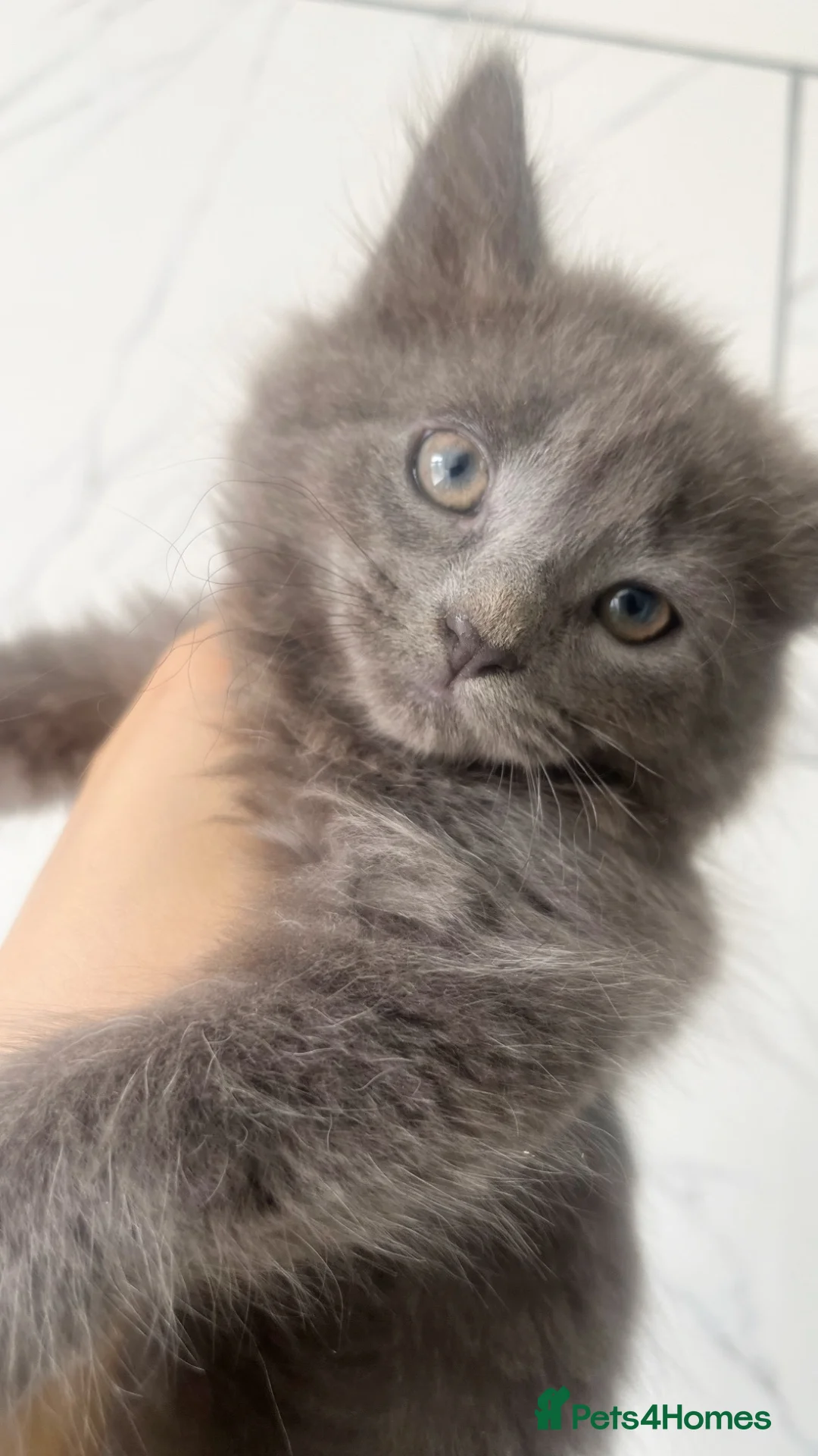 Persian cats for sale: Elegant Grey Fluffy Cat - Advert 4