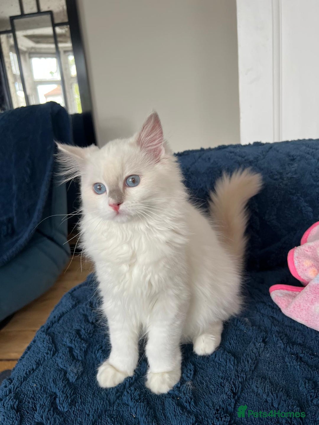 Ragdoll cats for sale: Last girl - Beautiful Pedigree Ragdoll kitten - Image 5