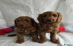 Goldendoodle dogs for sale: 👑Superb Rare Toy/Mini Deepest Red Goldendoodles👑 - Image 3