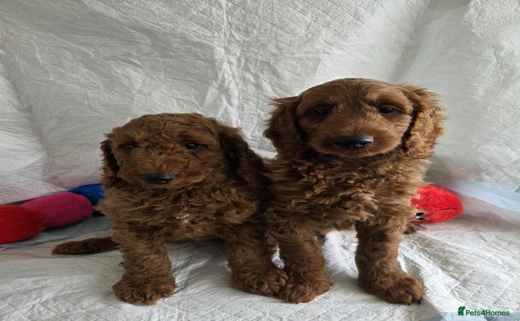 Goldendoodle dogs - Advert 1