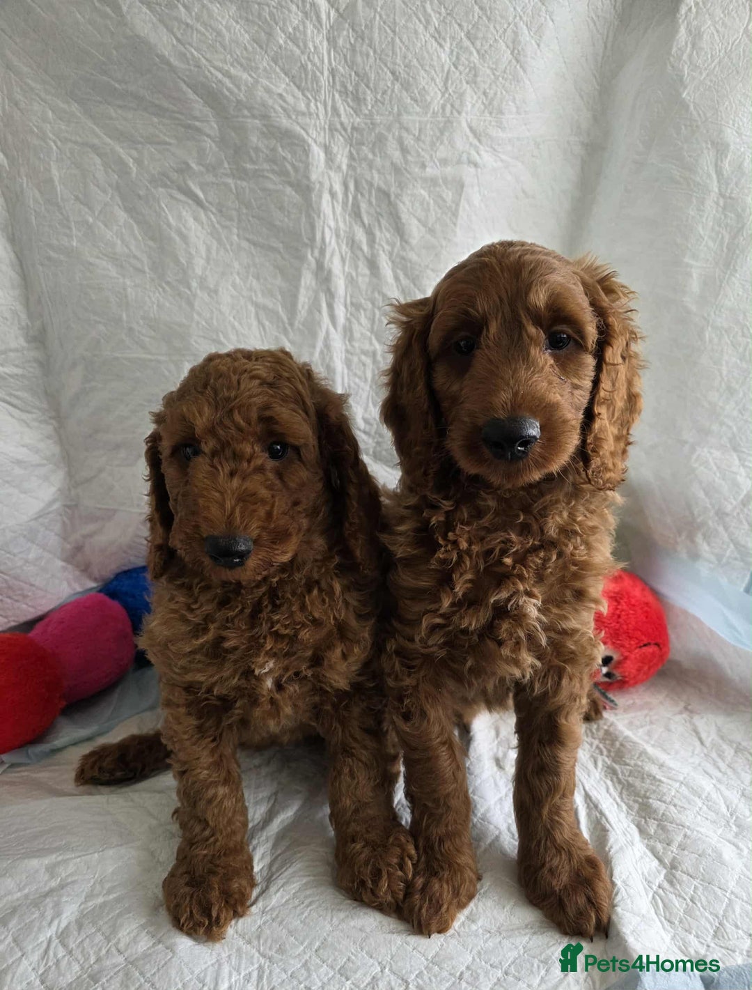 Goldendoodle dogs for sale: 👑Superb Rare Toy/Mini Deepest Red Goldendoodles👑 - Image 3