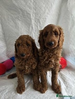 Goldendoodle dogs - Advert 11