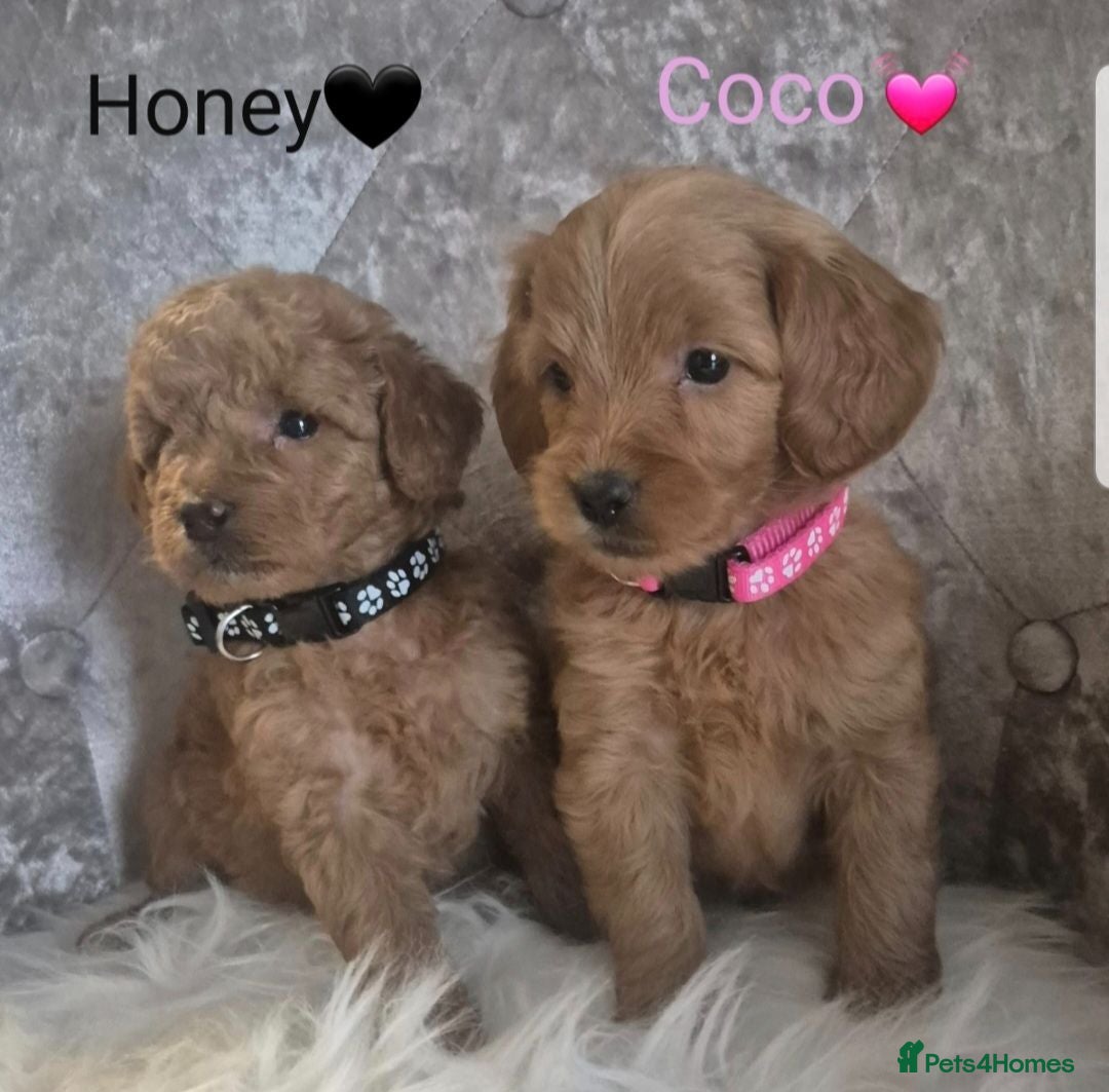 Cavapoo dogs F1B CAVAPOO PUPPIES EXTENSIVELY DNA HEALTH TESTED  - Advert 1
