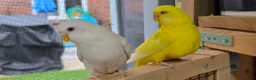 Budgerigars birds for sale: 6 Budgerigars for Sale - Advert 12