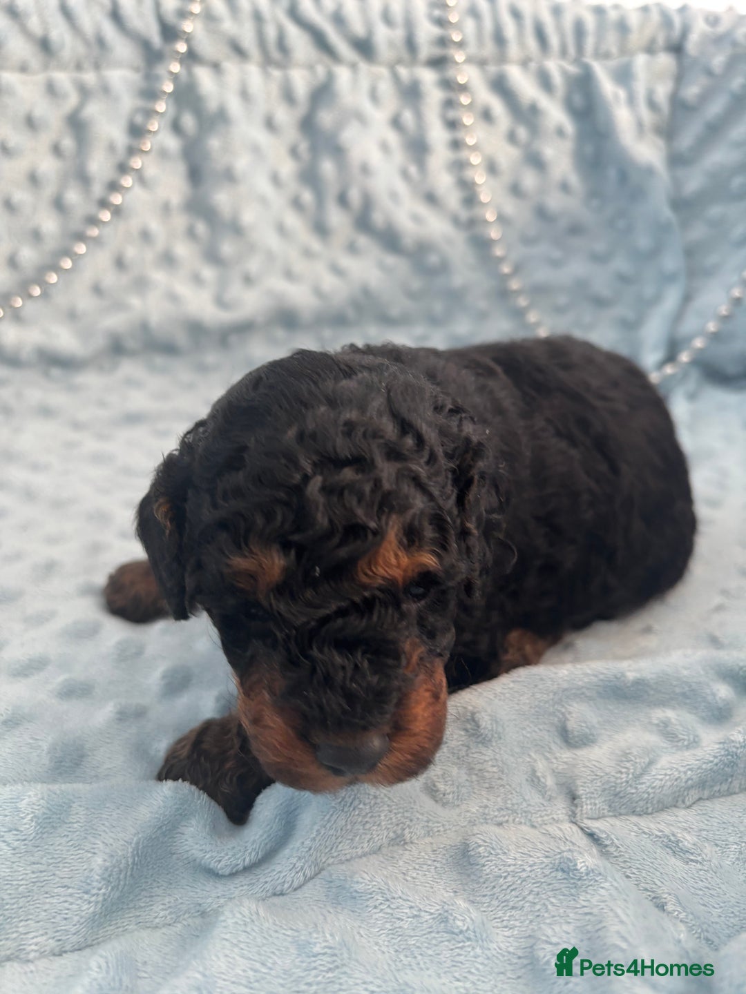 Toy Poodle dogs for sale: KC registered toy poodles - Advert 7