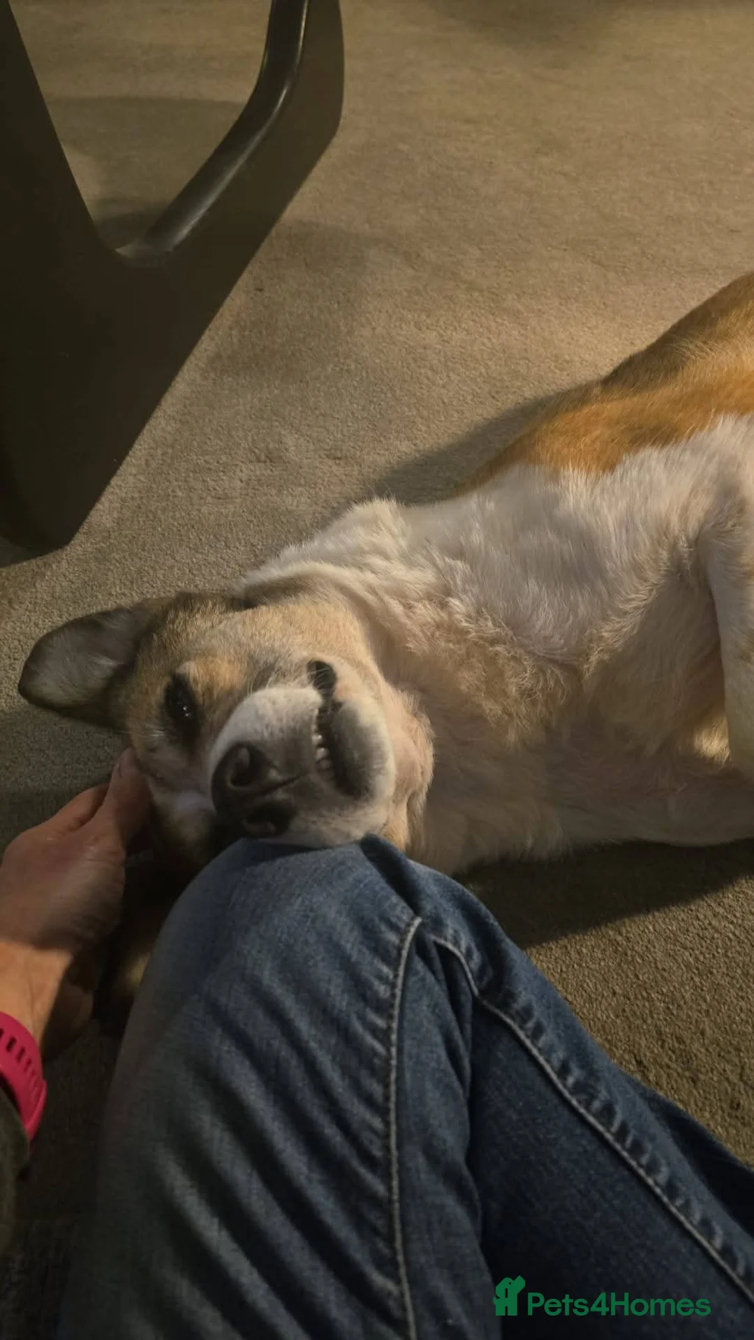 Mixed Breed dogs for adoption: Meet Marnie, currently residing in Devon in Honiton - Advert 12