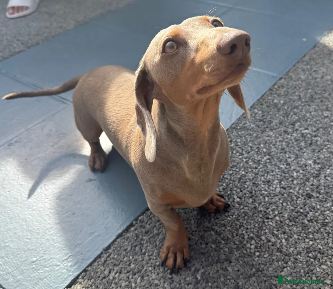 Miniature Dachshund dogs for stud: Stunning Grey miniature Dachshund for stud in Havant - Advert 2