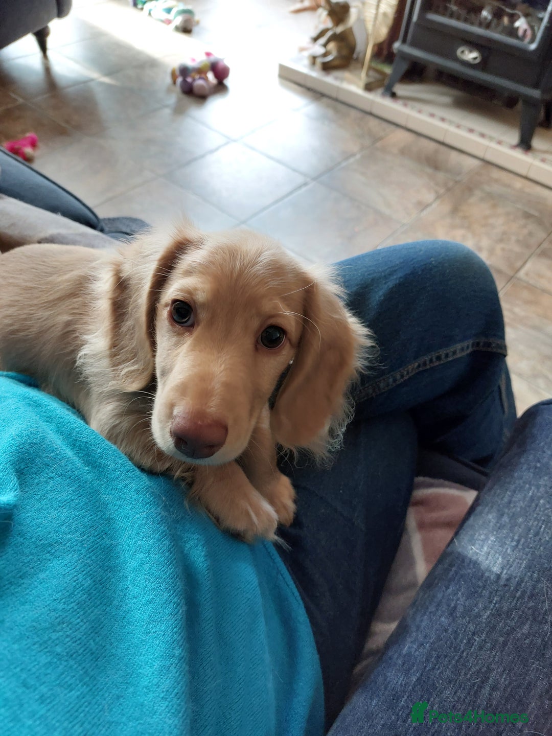 Miniature Dachshund dogs for sale: READY, KC REG PRA CLEAR CREAM MINI L HAIRED DAXI - Image 5