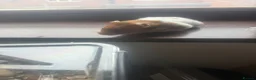 Hamster rodents for sale: Syrian hamster free to a good home  - Advert 23