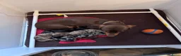 Miniature Dachshund dogs for sale: 2 super cute  dachshund babies   in Mirfield - Advert 3