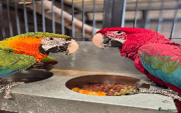Macaws birds for sale: A fantastic selection of Macaws  - Image 5