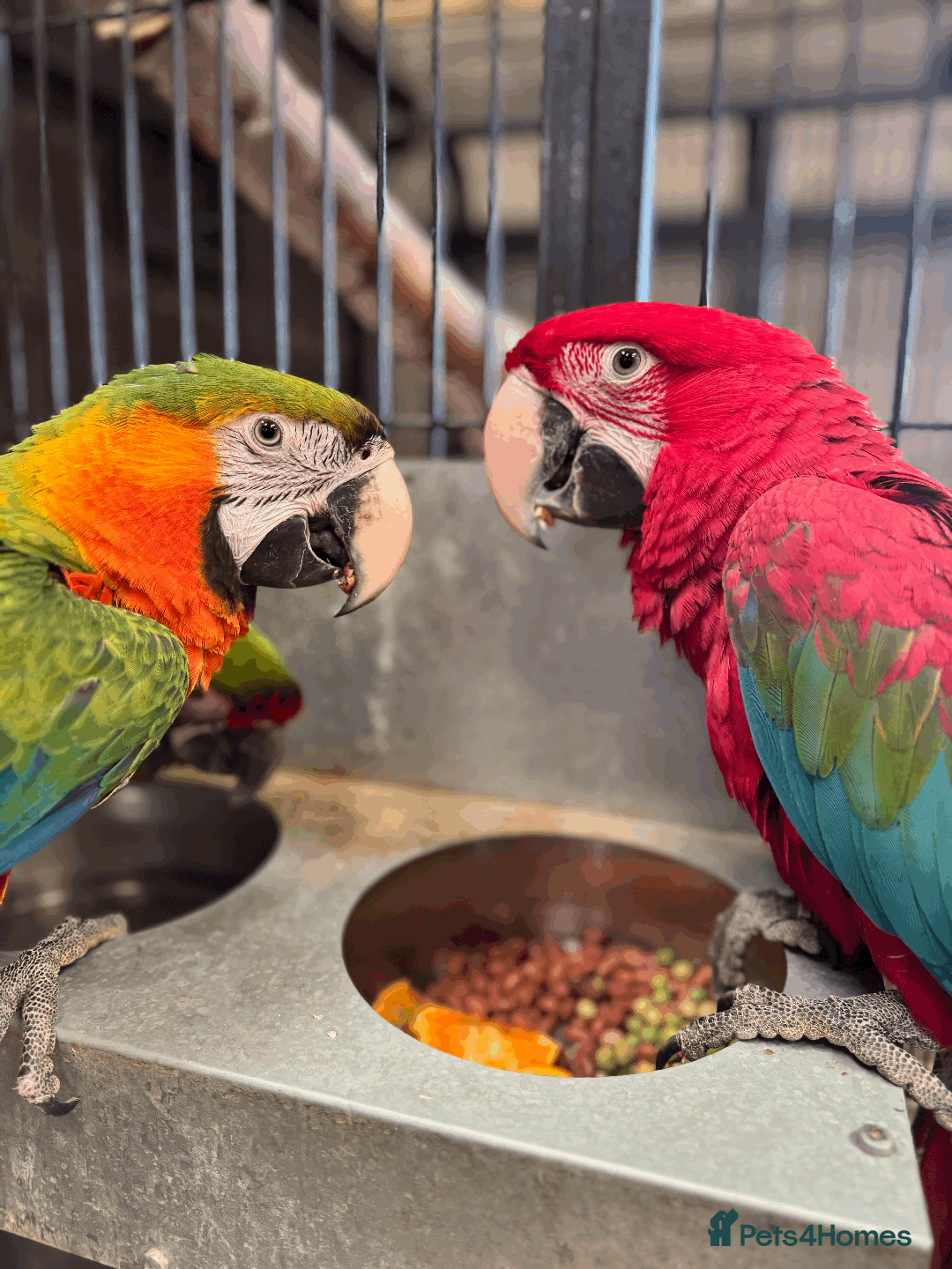 Macaws birds for sale: A fantastic selection of Macaws  - Image 5