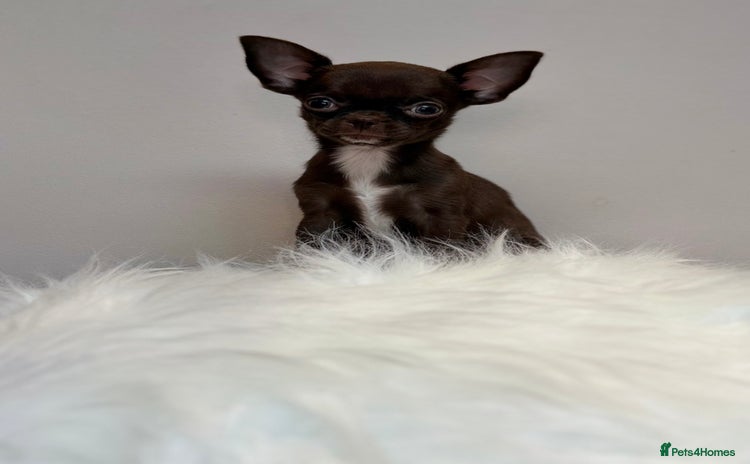 Chihuahua dogs - Advert 3