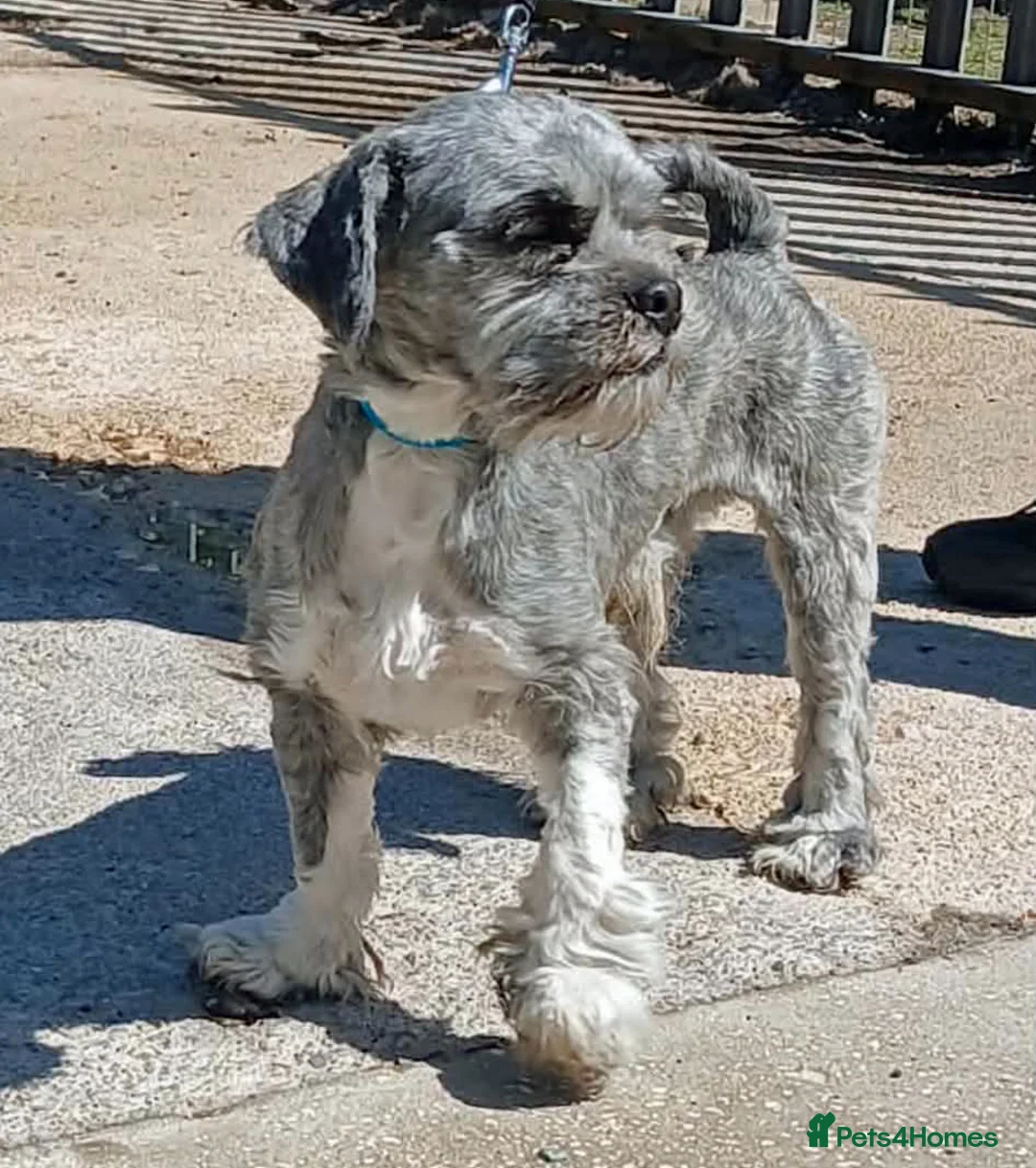 Lhasa Apso dogs for adoption: Friendly boy Bruno wants a new loving forever home in Barnsley - Advert 3