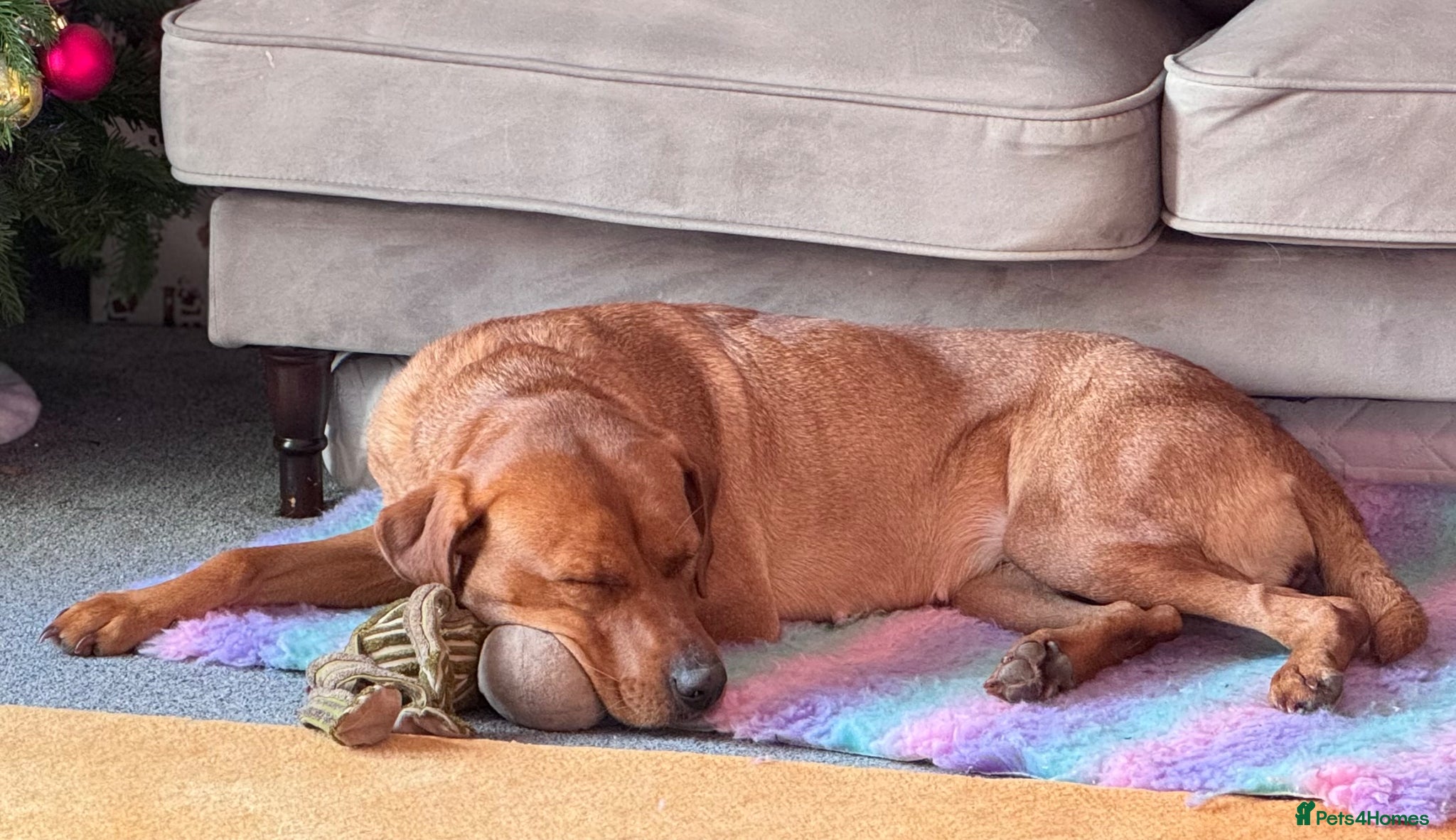 Mixed Breed dogs Beautiful Viszlador needs a new home - Advert 3