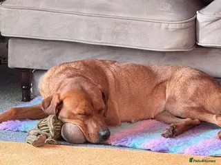 Mixed Breed dogs Beautiful Viszlador needs a new home - Advert 3