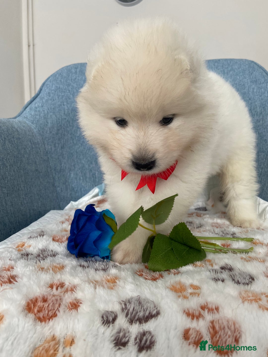 Samoyed dogs for sale: Beautiful Samoyed puppies  - Image 12