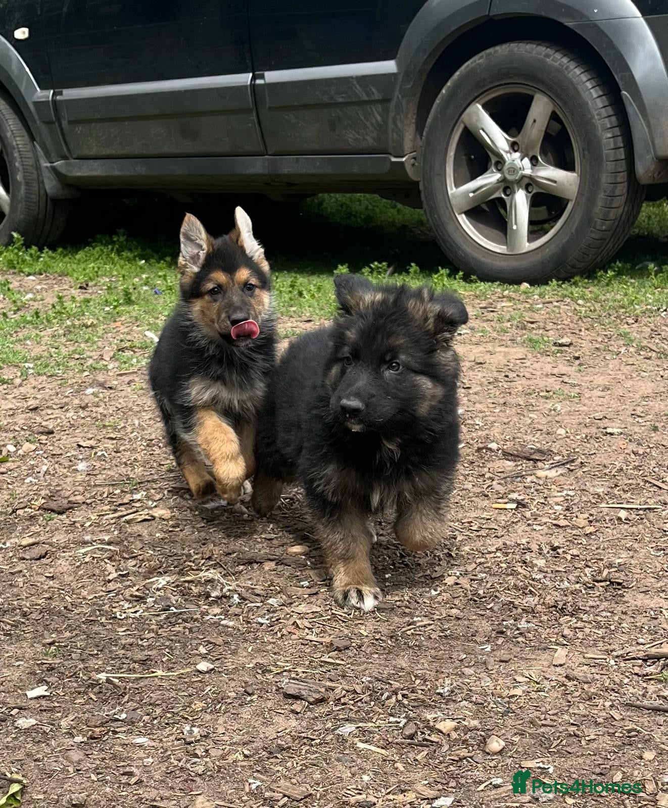 German Shepherd dogs 2 boys 1 girl left Beautiful German shepherd  - Advert 18