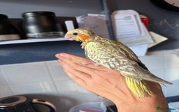 Cockatiels birds for sale: Hand tame hand reared Cockatails  - Image 2