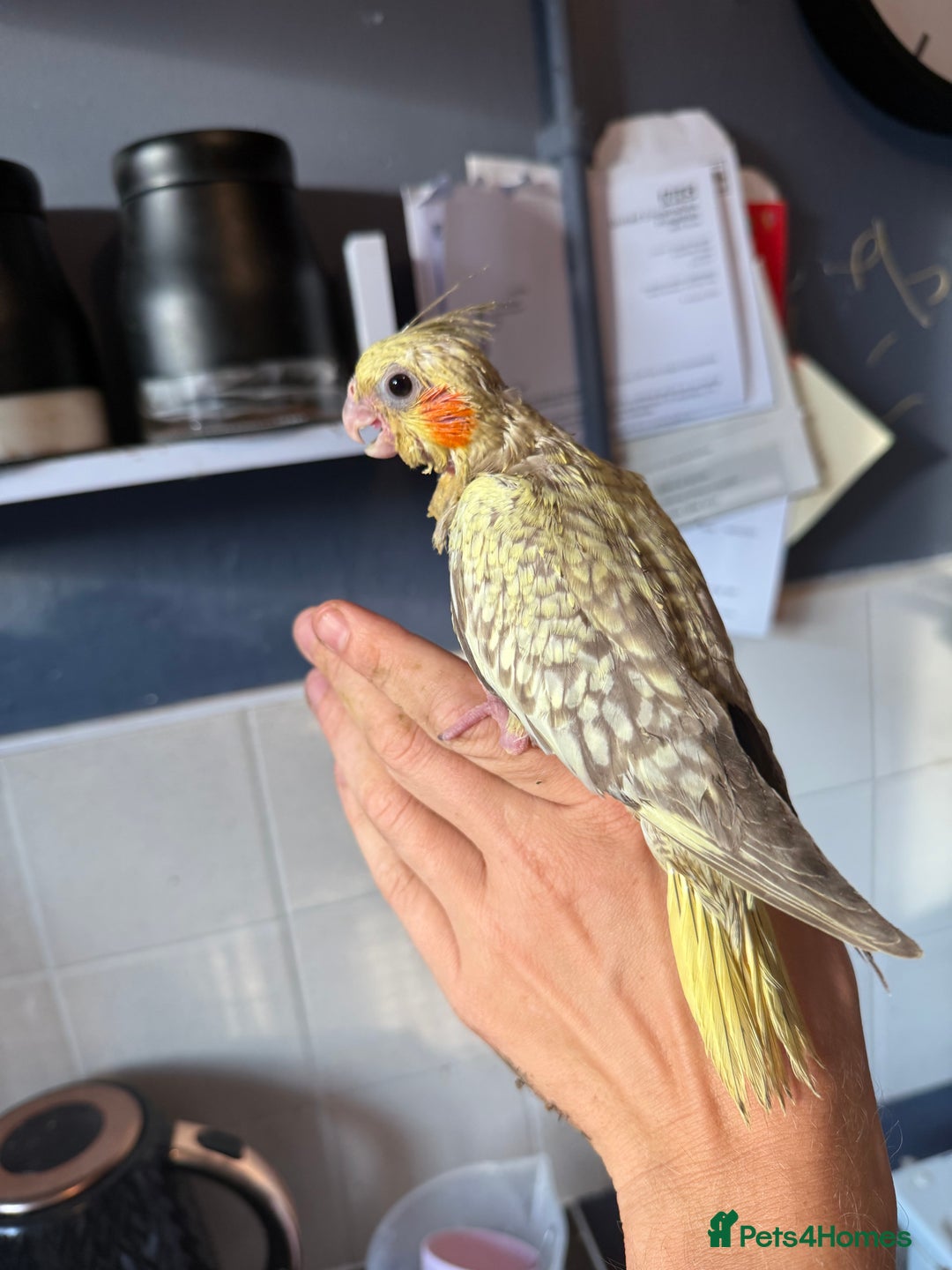 Cockatiels birds for sale: Hand tame hand reared Cockatails  - Image 2