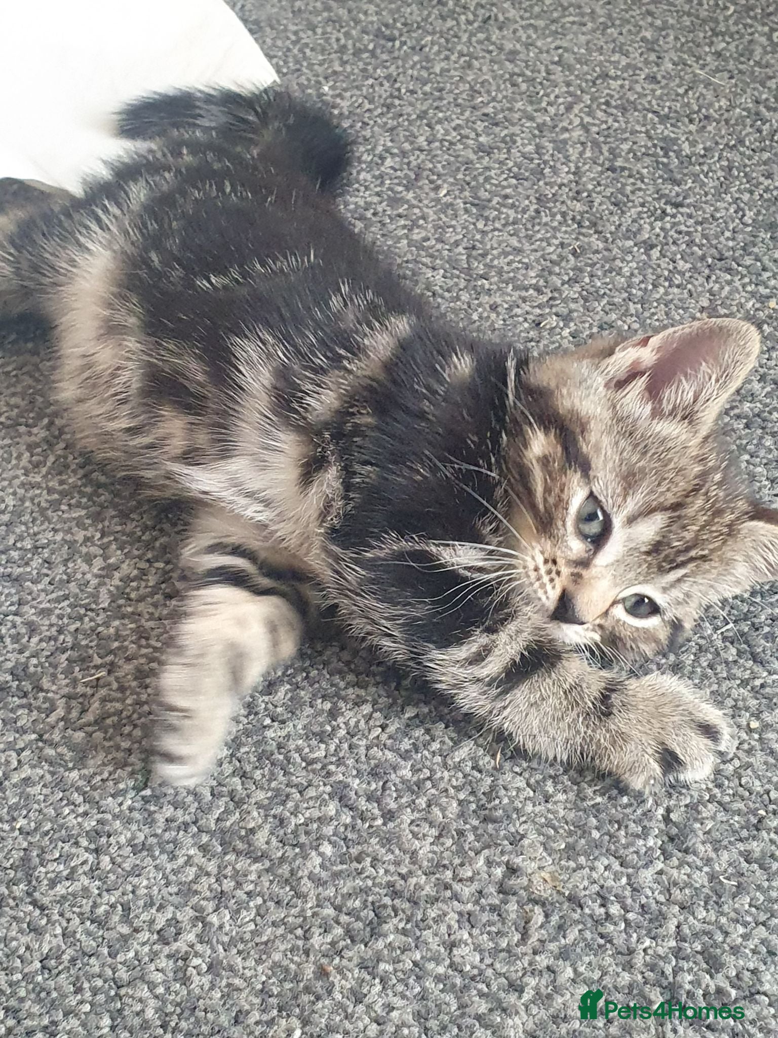 Mixed Breed cats Two Adorable Kittens Looking for Loving Homes - Advert 2