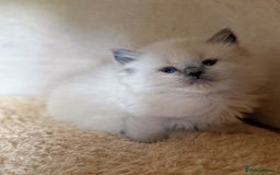 Ragdoll cats for sale: homes raised beautiful Rag dolls kitties - Advert 7