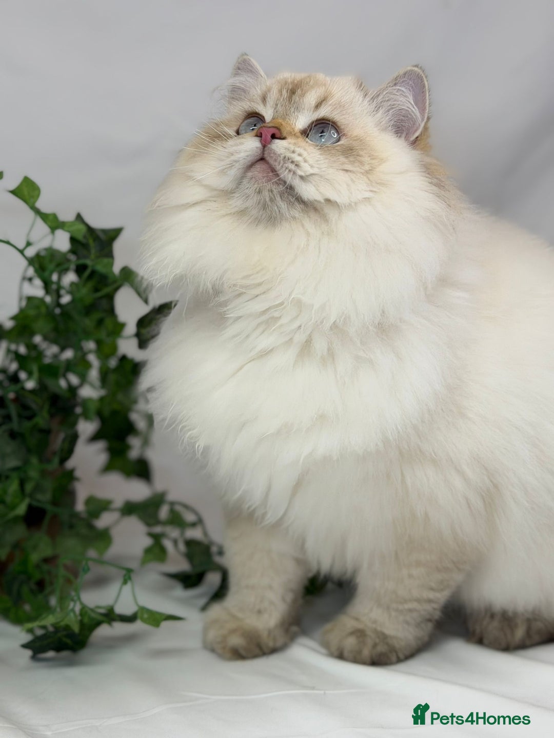 British Longhair cats for sale: Longhair Golden point British Longhair  - Advert 8