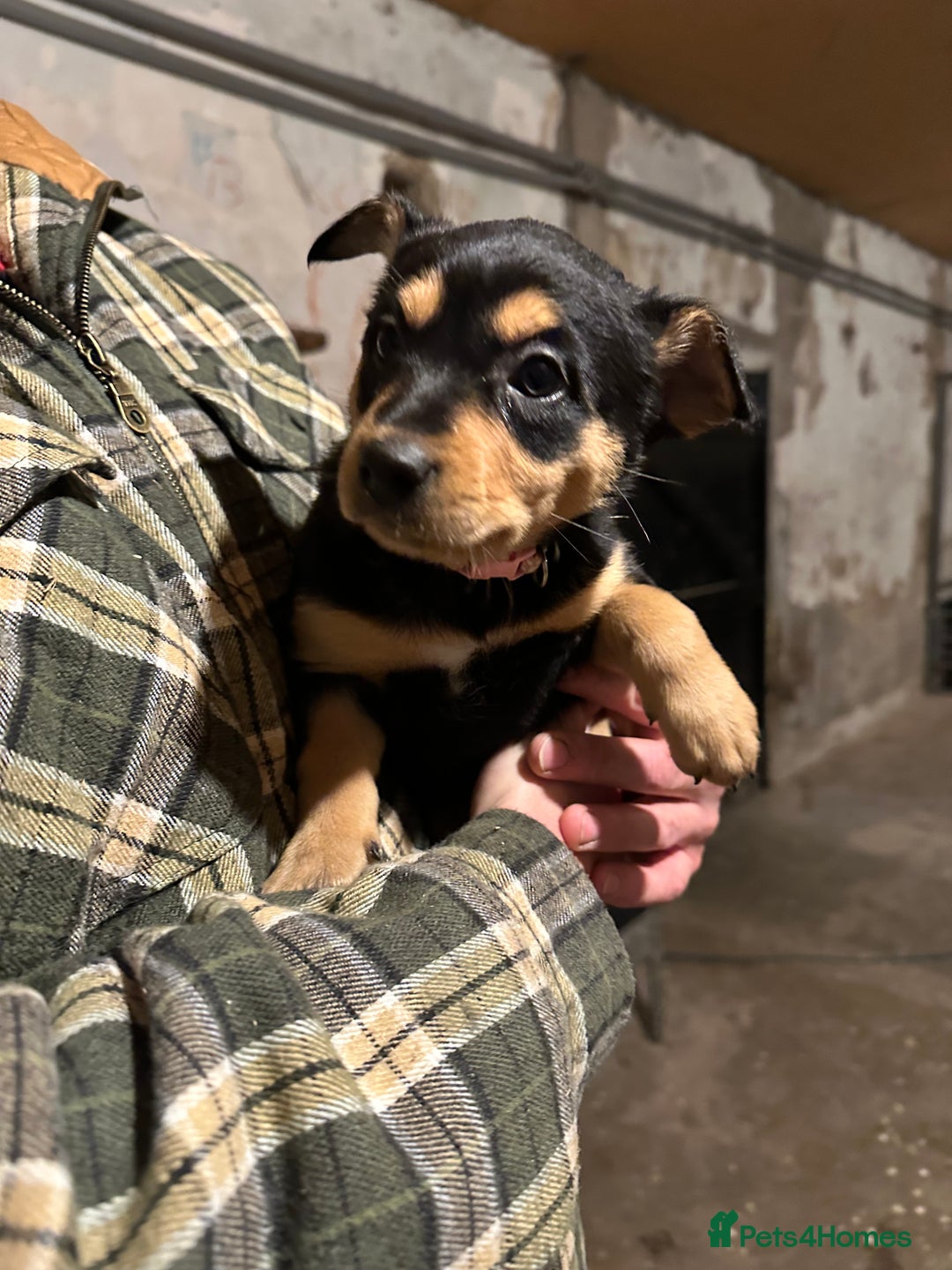 Australian Kelpie dogs for sale: Australian Kelpie Puppies - Advert 5