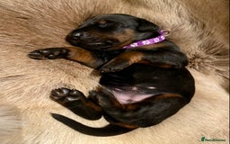 Dobermann dogs for sale: KC REGISTERED HEALTH TESTED DOBERMAN PUPS - Image 21