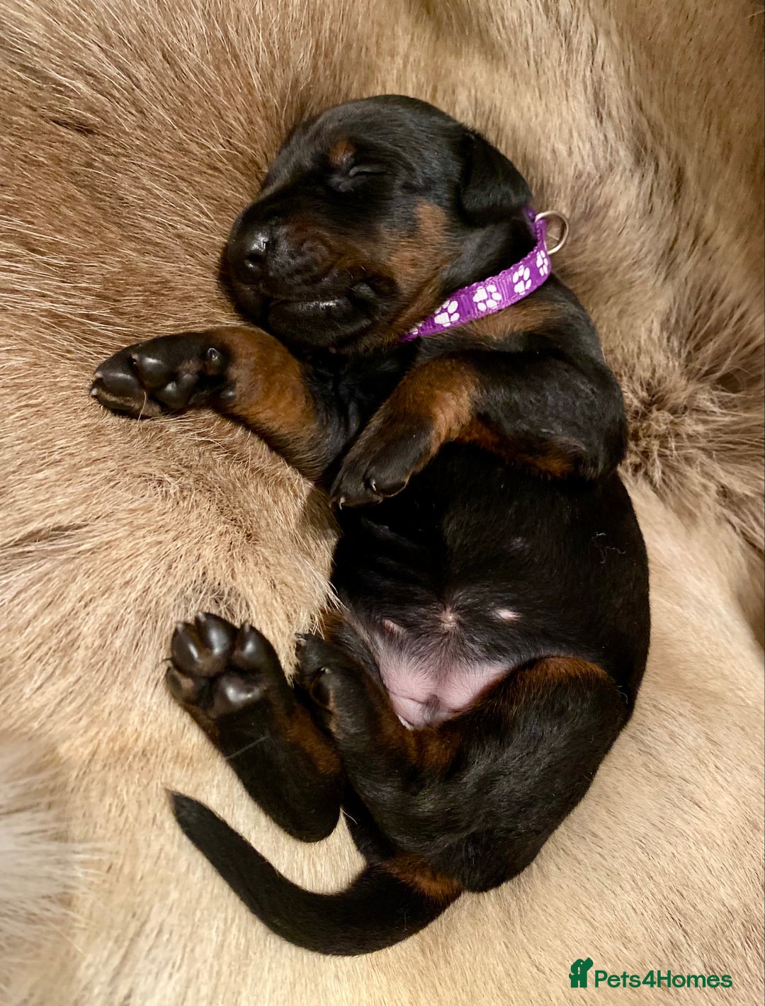 Dobermann dogs for sale: KC REGISTERED HEALTH TESTED DOBERMAN PUPS - Image 21
