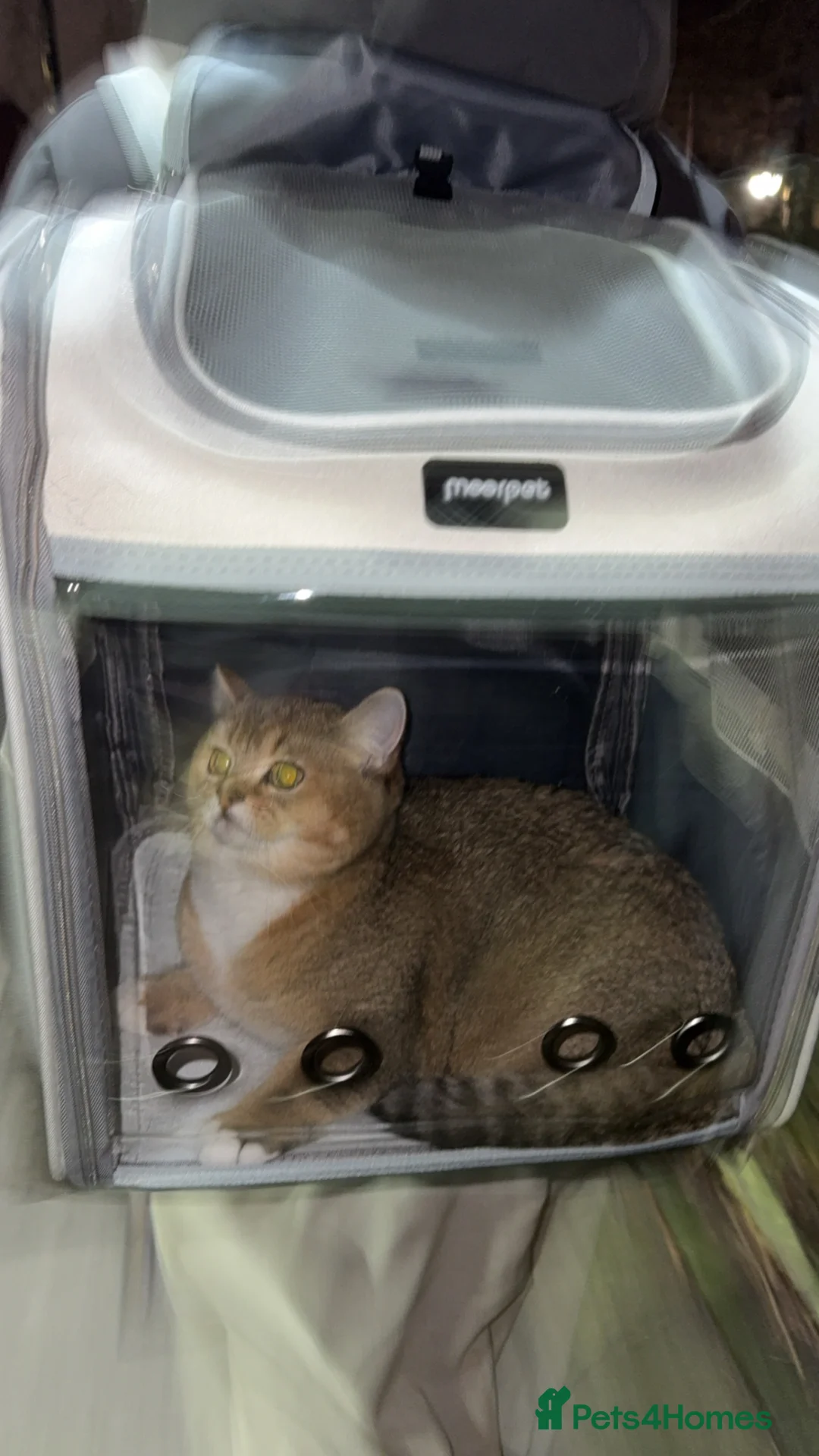 British Shorthair cats for sale: Beautiful British short hair for sale  in London - Advert 4