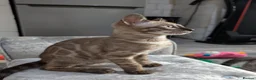 Bengal cats for sale: 🔥✨Pedigree TICA-Registered Bengals - Advert 4