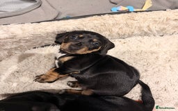 Dachshund dogs for sale: Gorgeous sausage pups for sale  - Image 3