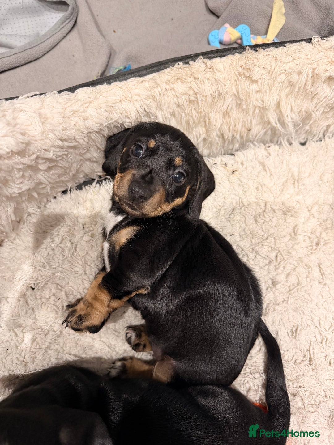 Dachshund dogs for sale: Gorgeous sausage pups for sale  - Image 3
