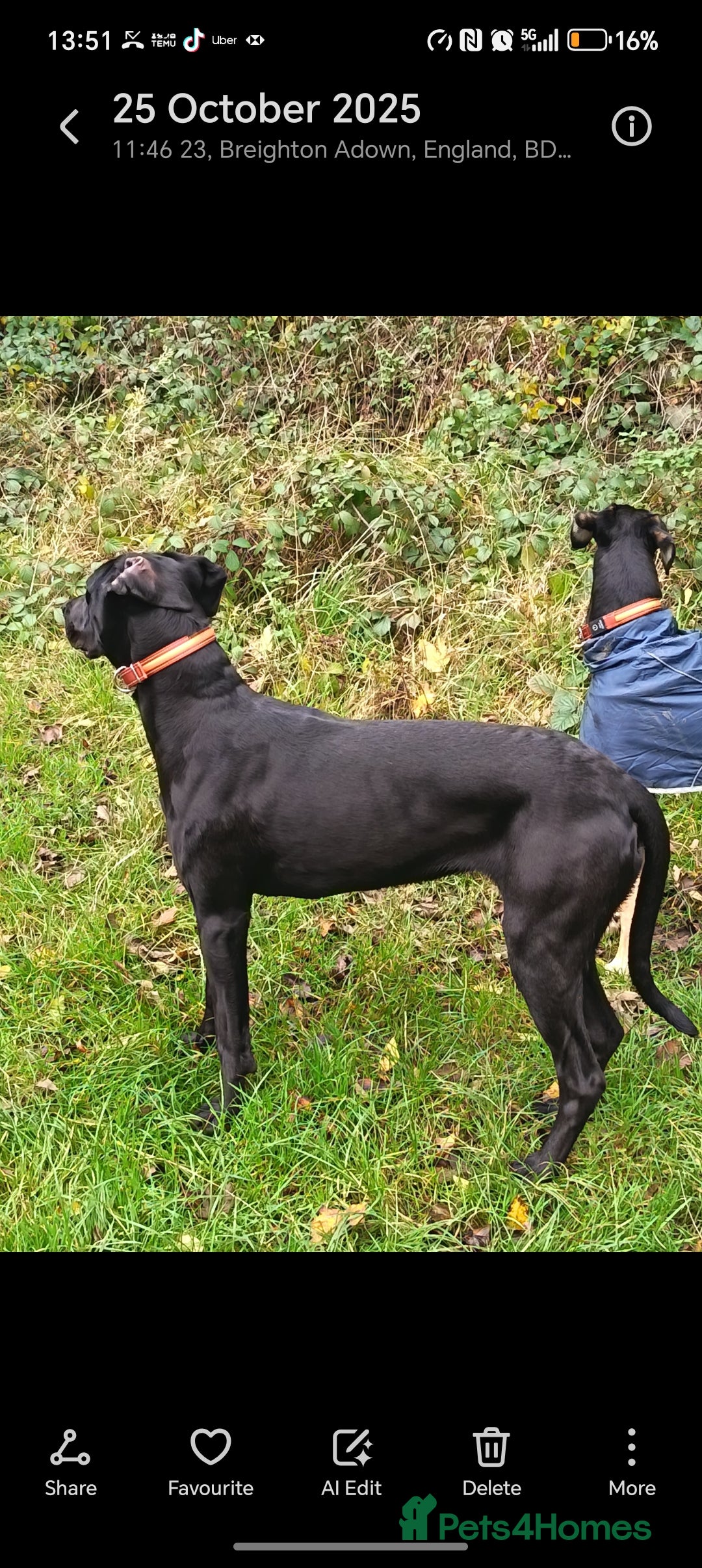 Mixed Breed dogs for sale: Cane Corso x lurcher (saluki/greyhound) )  - Advert 7