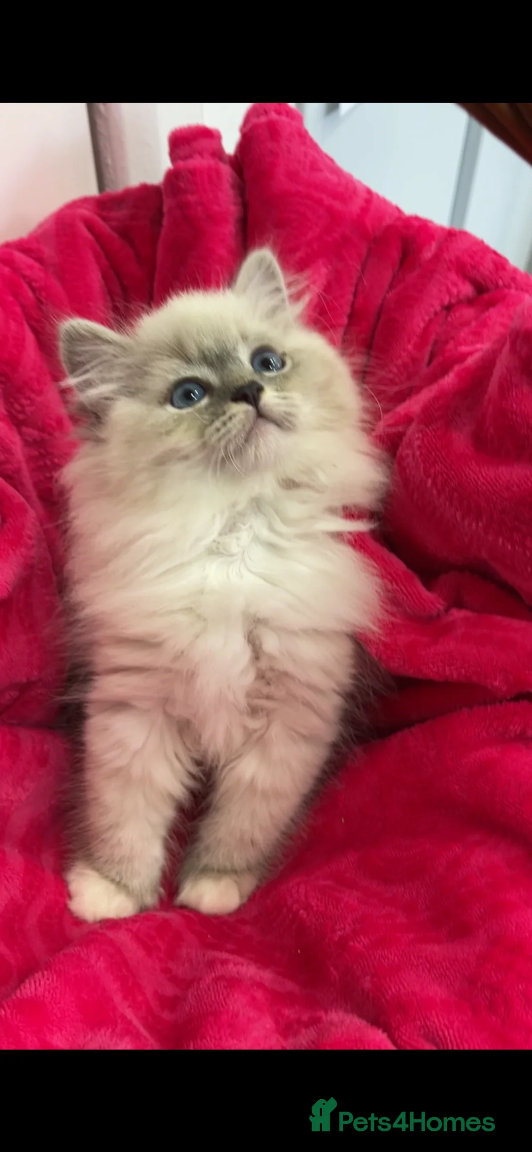Siberian cats for sale: Siberian Pure Kittens Available  - Advert 2