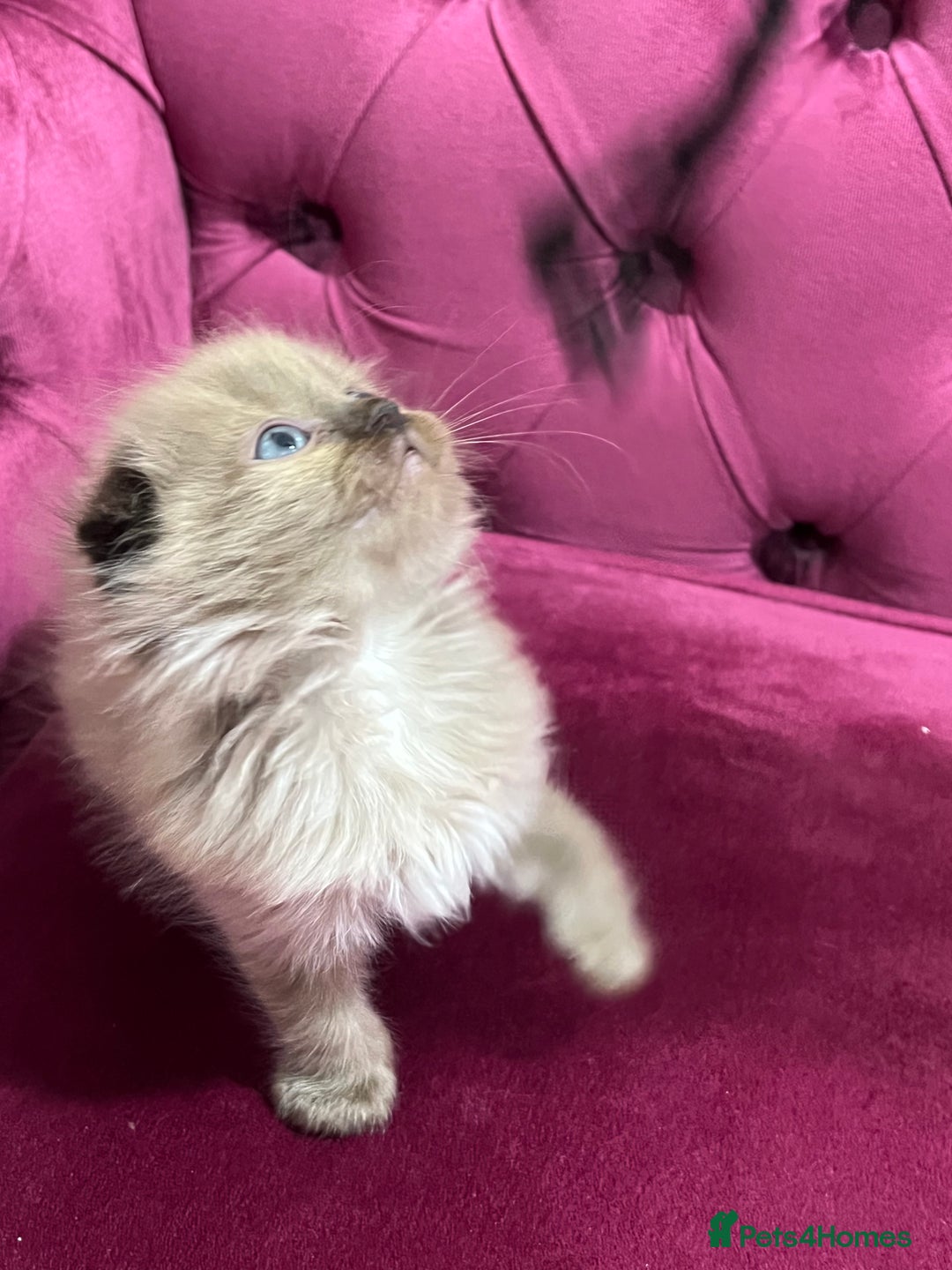 Scottish Fold cats for sale: Beautiful Scottish fold🌹☺️ - Advert 23