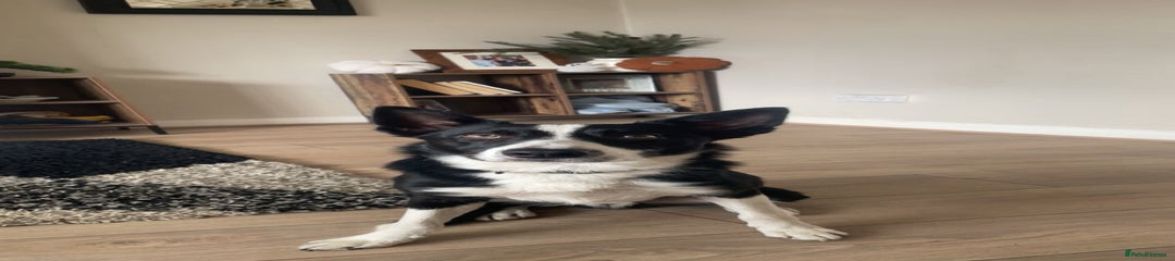 Border Collie Puppy 1