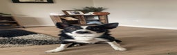 Border Collie dogs for sale: Border collie named Harley - Advert 7